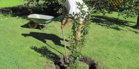 Presađivanje trešanja u jesen na novo mjesto - kako presaditi